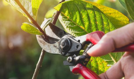 Acheter un sécateur pour jardinage au Tampon 974